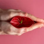 لابیاپلاستی